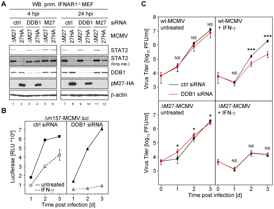 siRNA mediated knock-down of DDB1 restores STAT2 amount and phenocopies <i>M27</i>-deficiency.