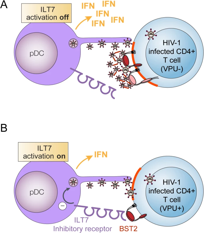 Presence of Vpu in HIV-infected cells limits pDC antiviral responses upon sensing of infected cells.
