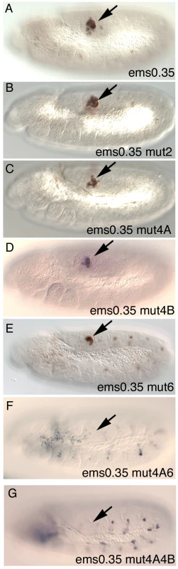 Expression of different <i>ems0.35</i> enhancer variants in st11 embryos.