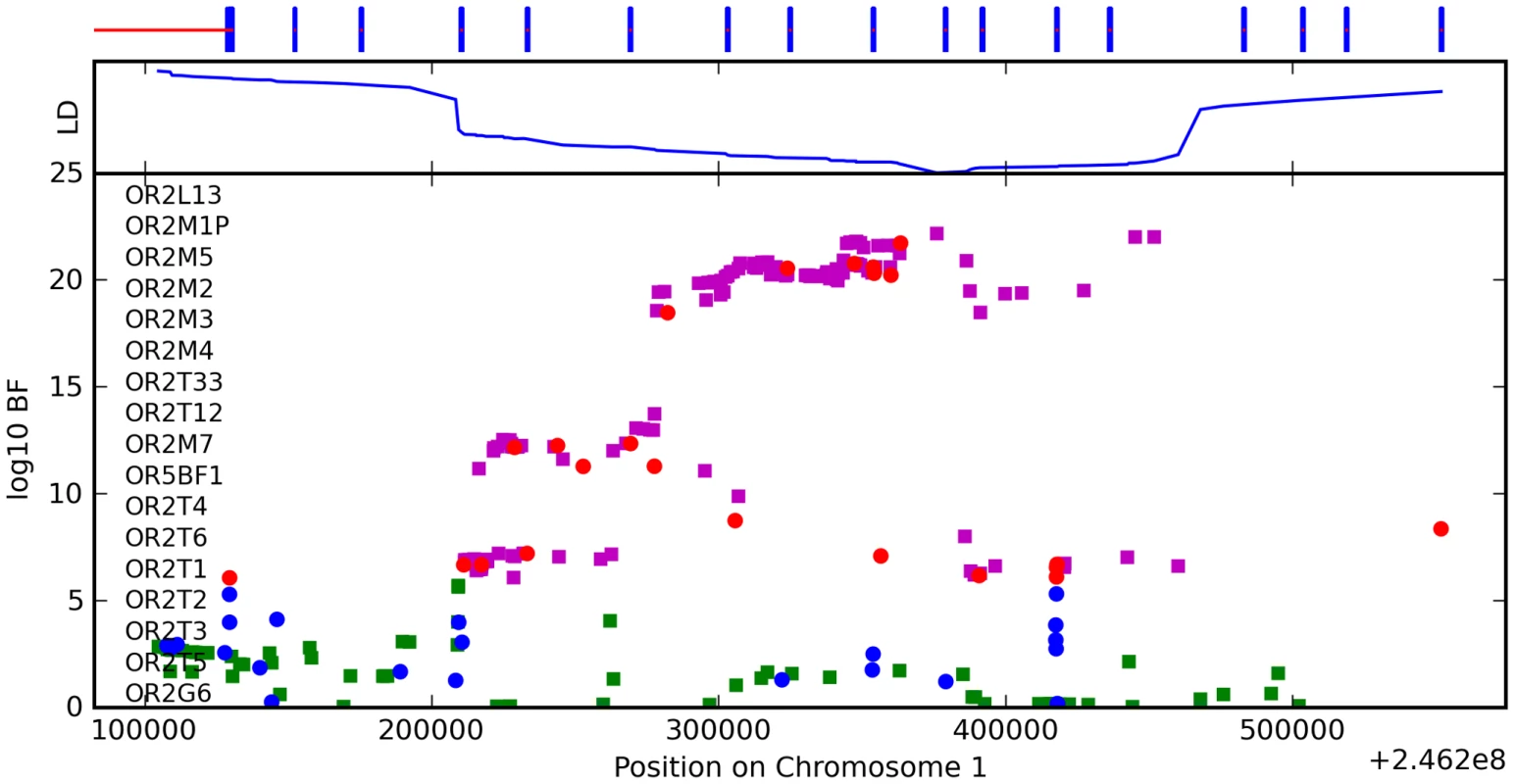 Bayes factors for genotyped and imputed SNPs for asparagus anosmia around <i>OR2M7</i>.