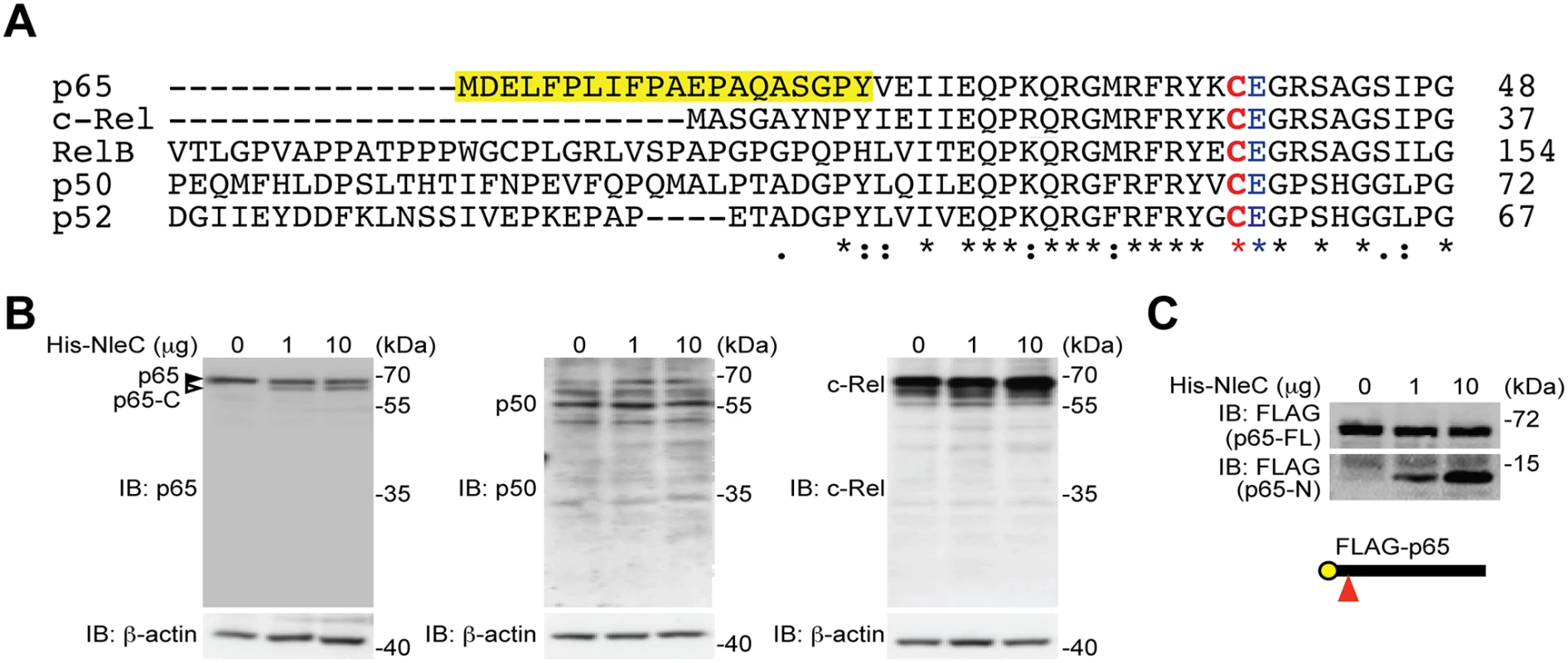 NleC specifically cleaves p65/RelA among the NF-κB Rel family proteins.