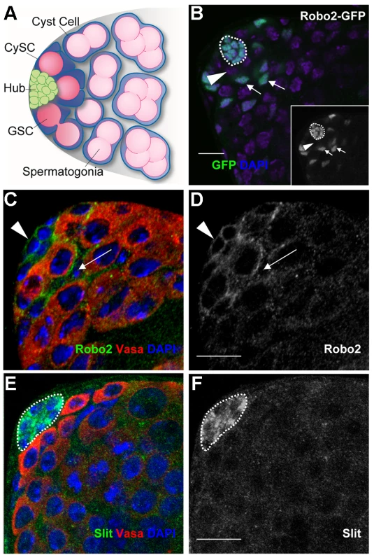 Components of the Slit-Robo pathway are expressed in the <i>Drosophila</i> testis stem cell niche.