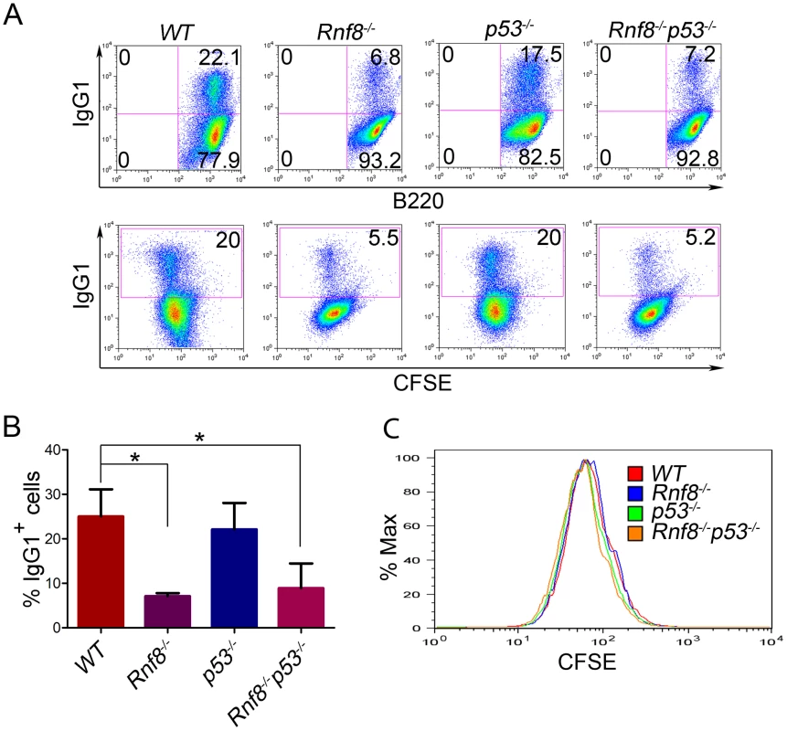 Loss of p53 does not rescue class switch recombination defects observed in <i>Rnf8<sup>−/−</sup></i> mice.