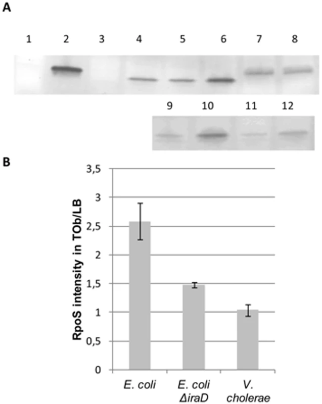 RpoS protein levels are higher in the presence of sub-MIC tobramycin in <i>E.</i>coli but unchanged in <i>V. cholerae</i>.