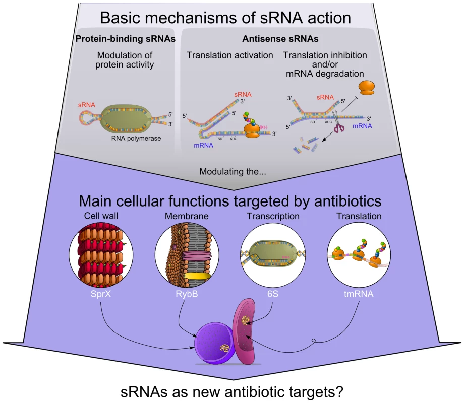 Functional connections between antibiotics' modes of action and regulatory RNAs.