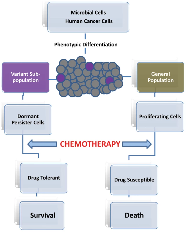 Progression of persister cell development and enhanced drug tolerance.