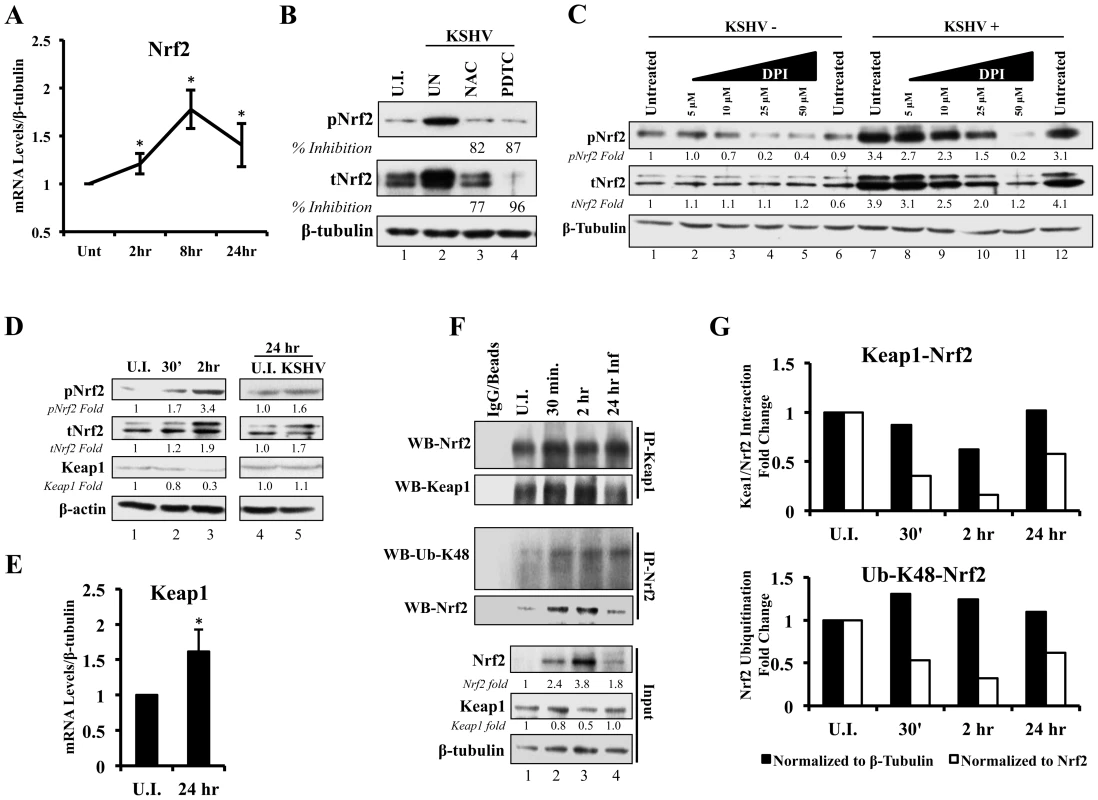 Effect of KSHV ROS induction on Nrf2-Keap1 interaction and Nrf2 ubiquitination.