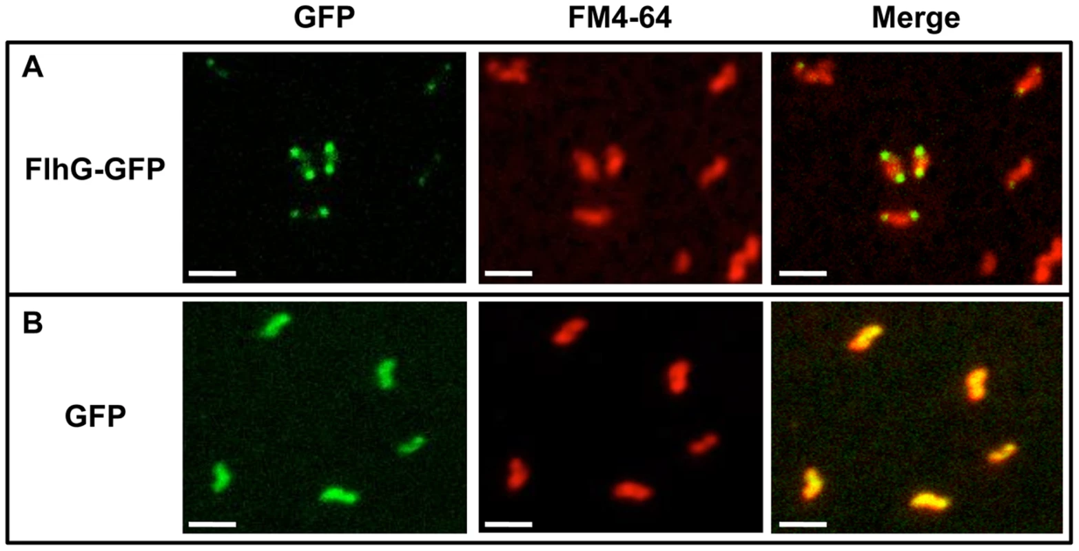 Analysis of cellular localization of FlhG-GFP.