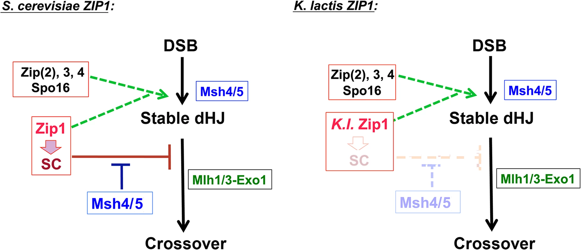 One model to explain the constrained relationship between MutSγ, SIC/Zip1-associated JMs, and MutLγ proteins and how <i>K</i>. <i>l</i>. Zip1 might bypass the constraint.