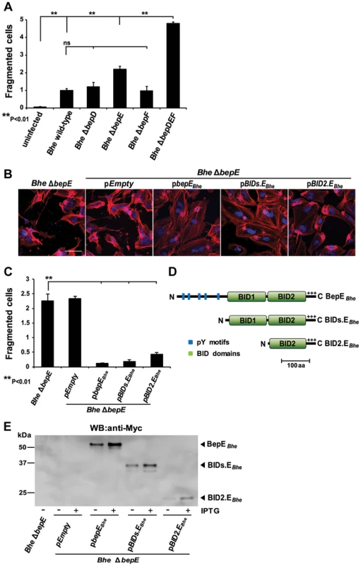 Deletion of BepE is sufficient for <i>Bhe</i> to induce cell fragmentation.