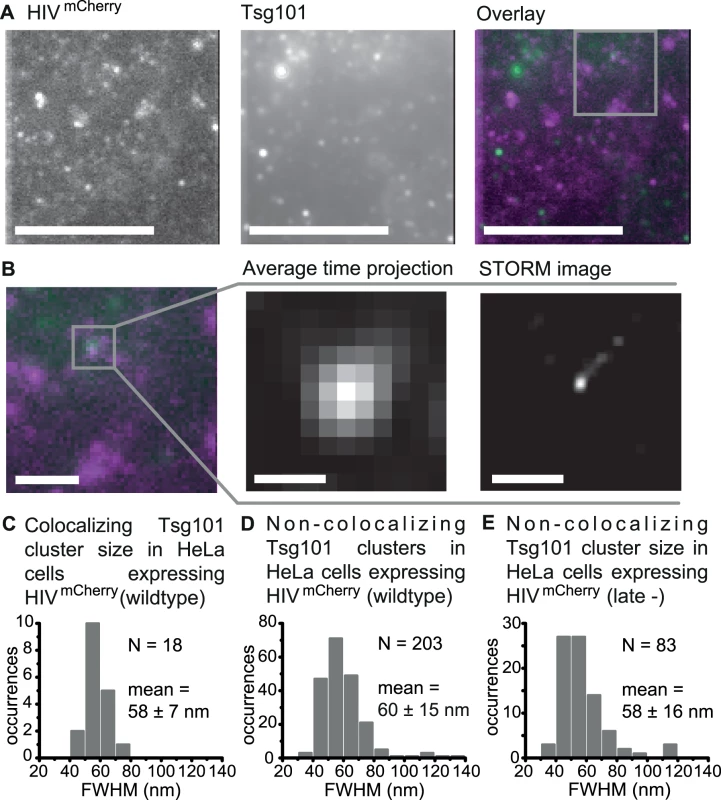 Super-resolution images of Tsg101 at HIV-1 assembly sites.