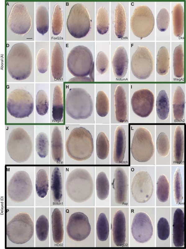 Preferential expression of Wnt3-MO-embryo over-expressed transcripts in aboral domains and planulae.