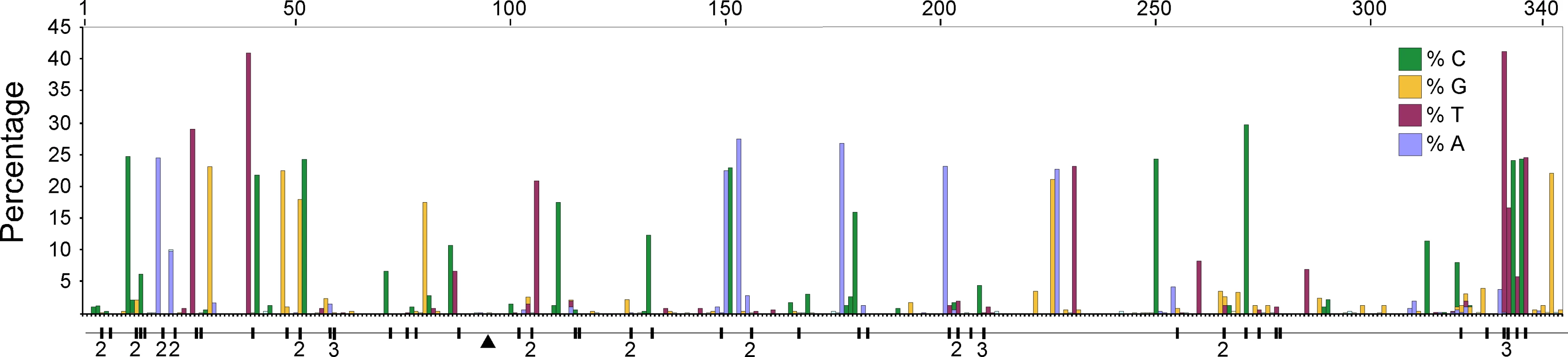 A plot of the frequency of the non-majority nucleotide bases across the 344 bp region of the HVR I for all adult penguins examined in this study.