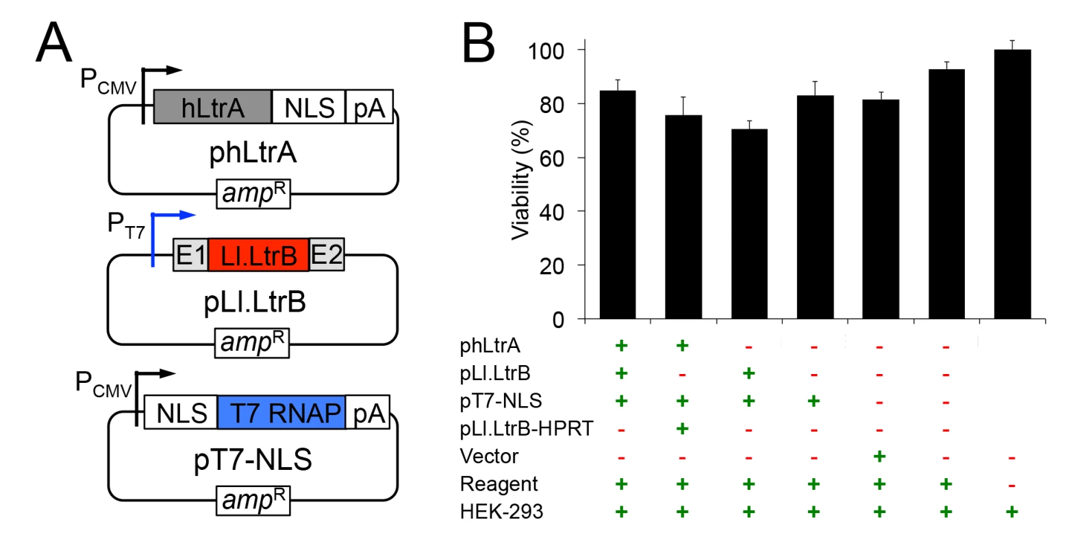Plasmids used for expressing the mobile Ll.LtrB group II intron in human cells and their effect on cell viability.