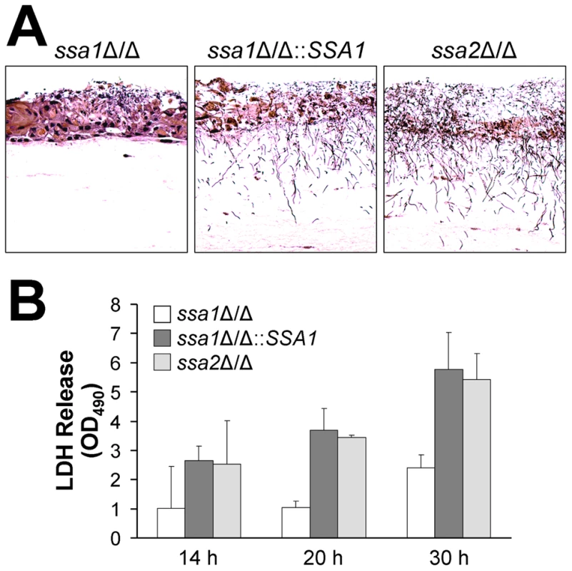 The <i>ssa1</i>Δ/Δ mutant has impaired capacity to damage a three-dimensional organotypic model of the oral mucosa.