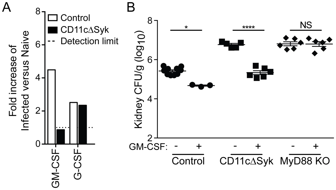 Selective loss of GM-CSF in the kidneys of CD11cΔSyk mice and restoration of fungal control by exogenous GM-CSF administration.