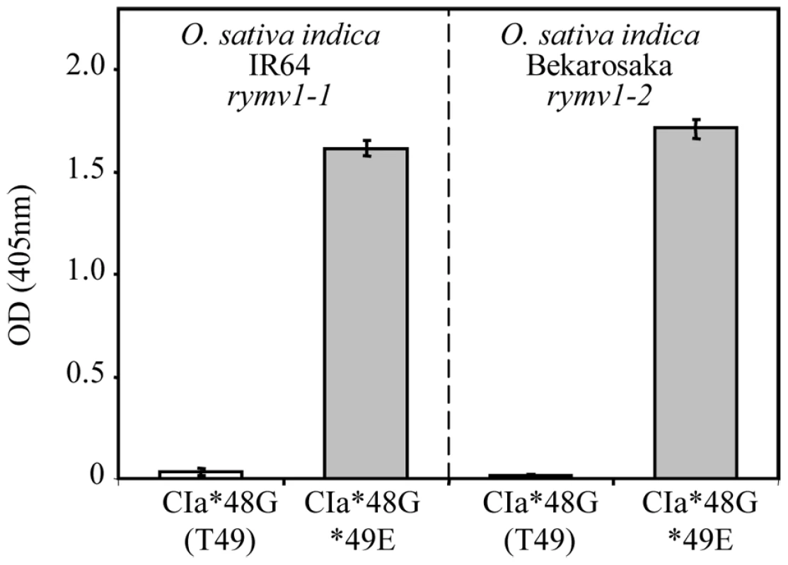 Effect of the amino acid at codon 49 on accumulation of the <i>rymv1-2</i> RB mutants with *48G.