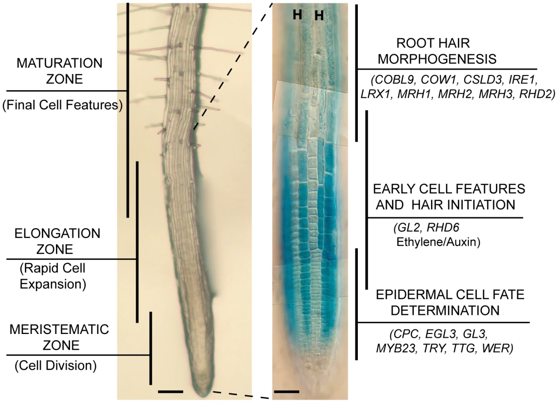 Development of the Arabidopsis root epidermis.