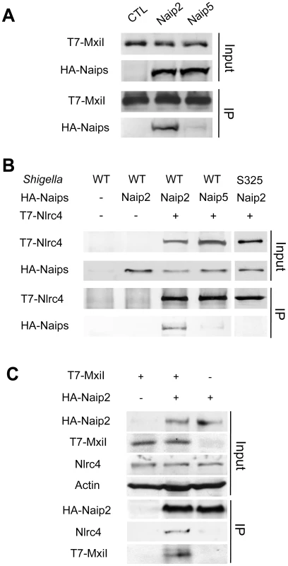 <i>Shigella</i> MxiI interacts with Naip2 and promotes the interaction of Naip2 with Nlrc4.