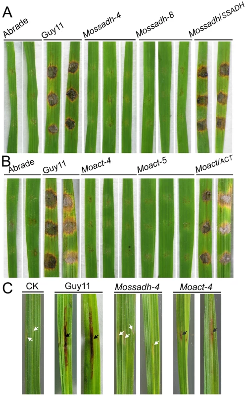 Pathogenicity test of <i>Mossadh</i> and <i>Moact</i> mutant strains on the wounded rice leaves.
