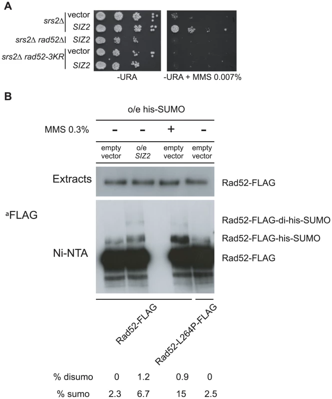 Over-expression of the <i>SIZ2</i> SUMO-ligase coding gene suppresses the MMS sensitivity of <i>srs2</i>Δ by stimulating Rad52 sumoylation.