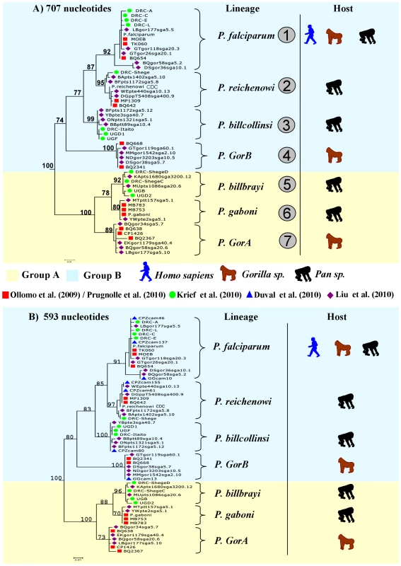 Phylogeny of the <i>Laverania</i> subgenus.