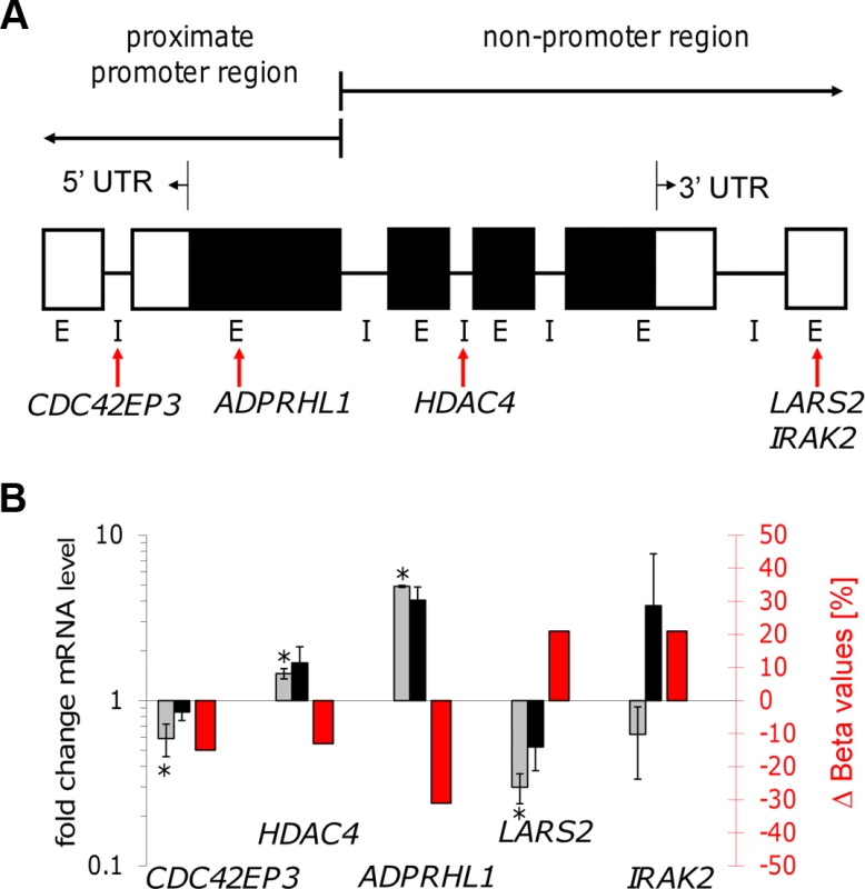 Gene transcription coincided with altered DNA methylation of CpG sites located in promoter and non-promoter regions.