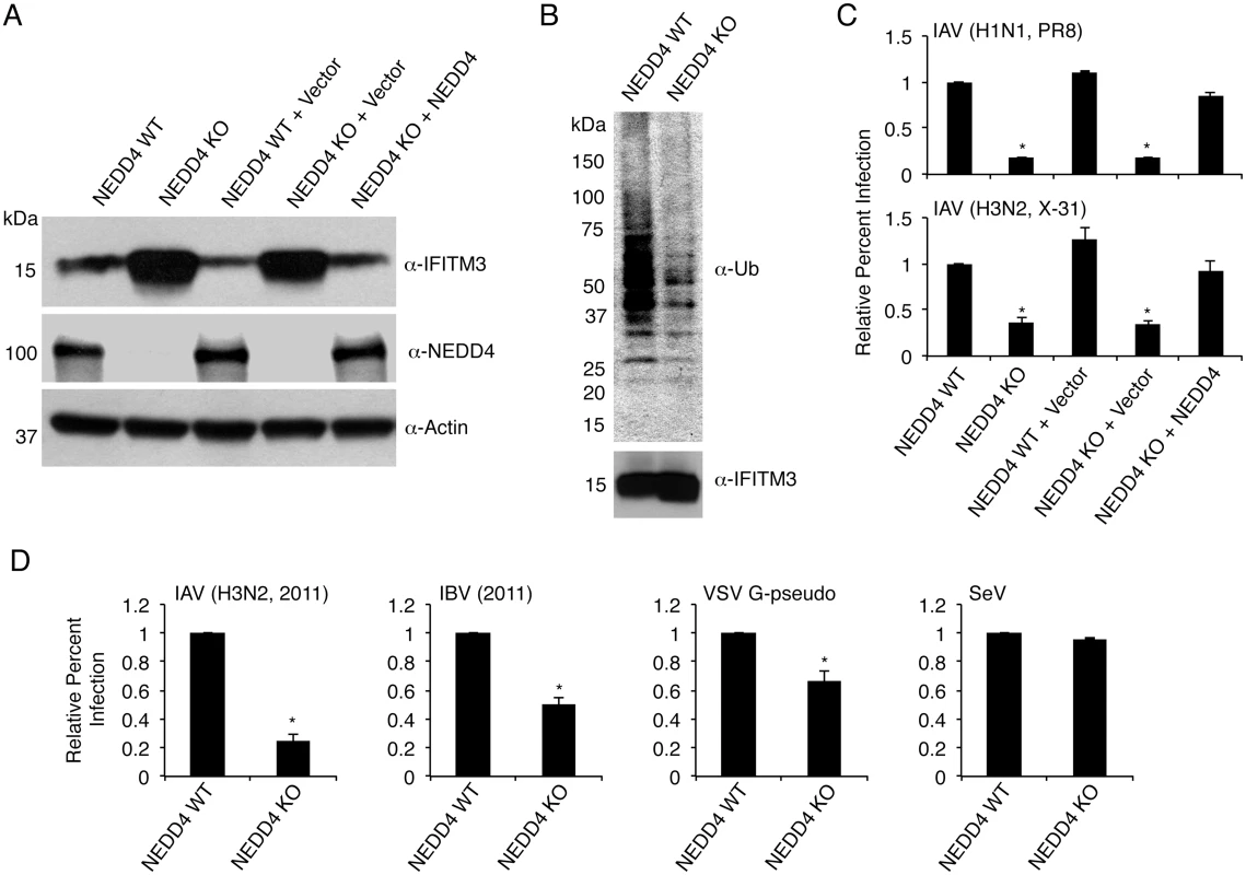 NEDD4 knockout decreases IFITM3 ubiquitination and protects cells from virus infection.