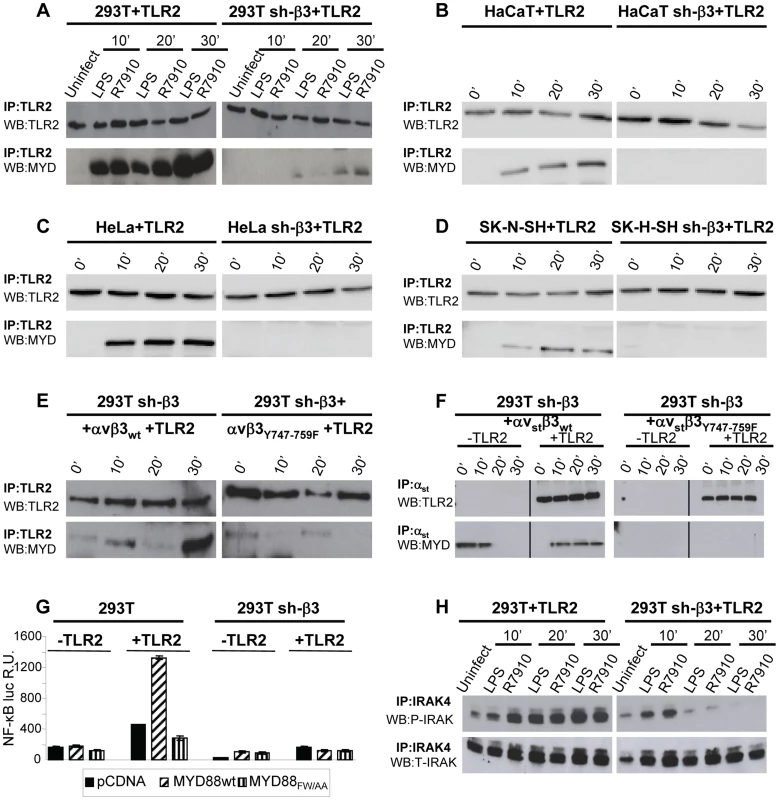 The recruitment of MYD88 to TLR2 and IRAK-4 phosphorylation are decreased in β3-integrin–silenced cells.