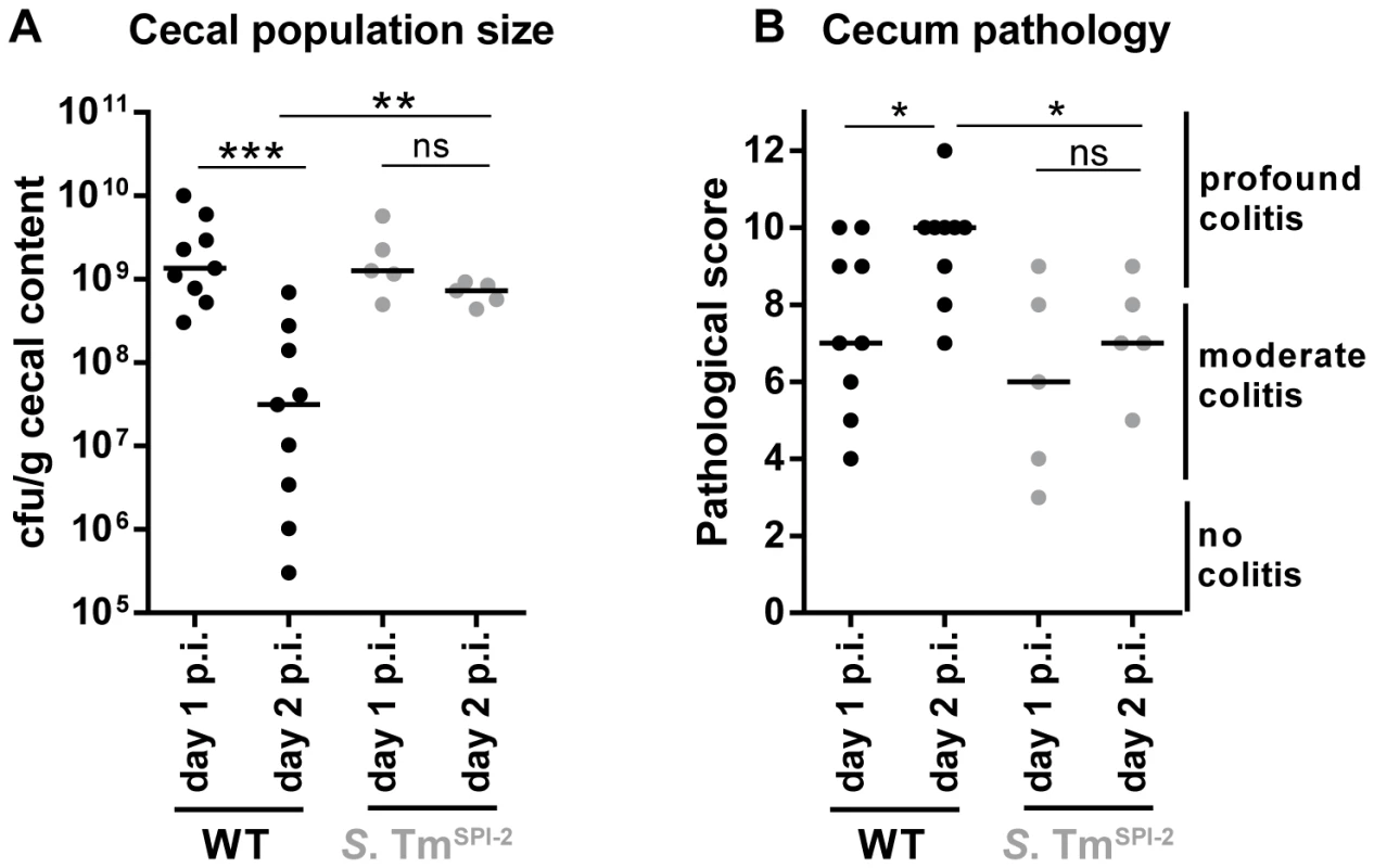 Decrease in cecal population size between day 1 and day 2 p.i. only occurs during <i>S.</i> Tm<sup>WT</sup> induced inflammation, but not during inflammation in a SPI-2 deficient background.