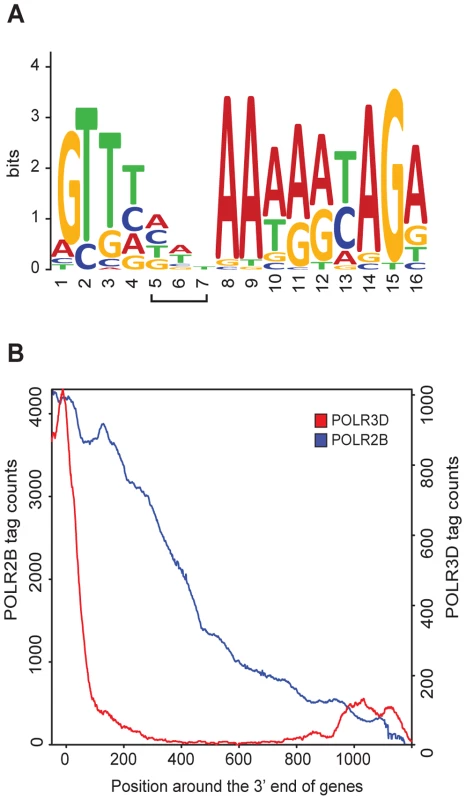 RNA pol II and III occupancy within 3′ flanking regions.