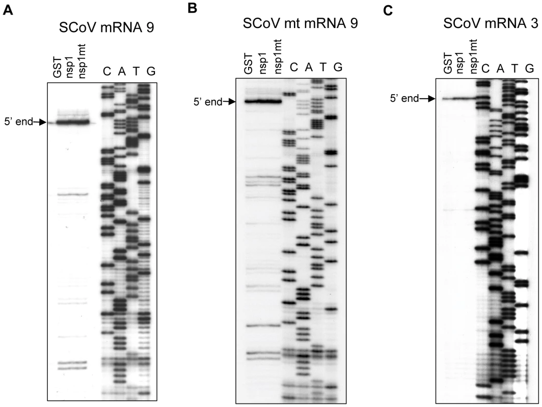 Susceptibilities of naturally occurring SCoV mRNAs to nsp1-induced RNA modification.