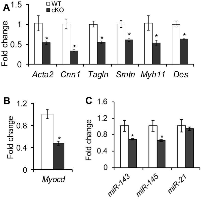 Dysregulation of smooth muscle genes and <i>miR-143</i> and <i>miR-145</i> in the oviducts of <i>Tgfbr1</i> cKO mice at 3–4 weeks of age.