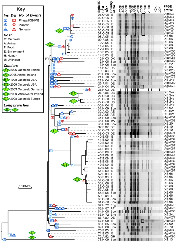 Genealogy of 73 Agona genomes based on SNPs and indels <i>versus</i> PFGE patterns.