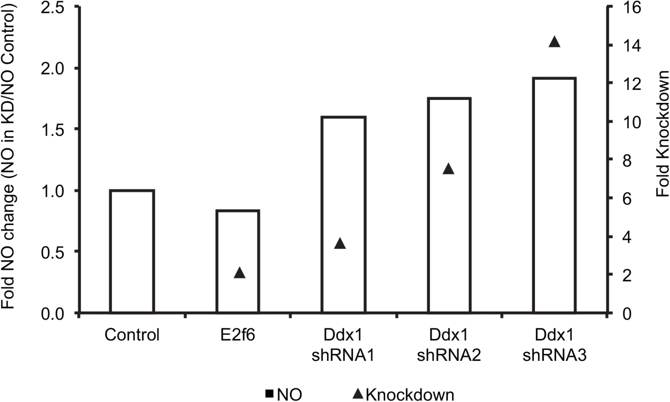 shRNA- mediated <i>Ddx1</i> knockdown in C57BL/B6J immortalized macrophages relieves NO inhibition.