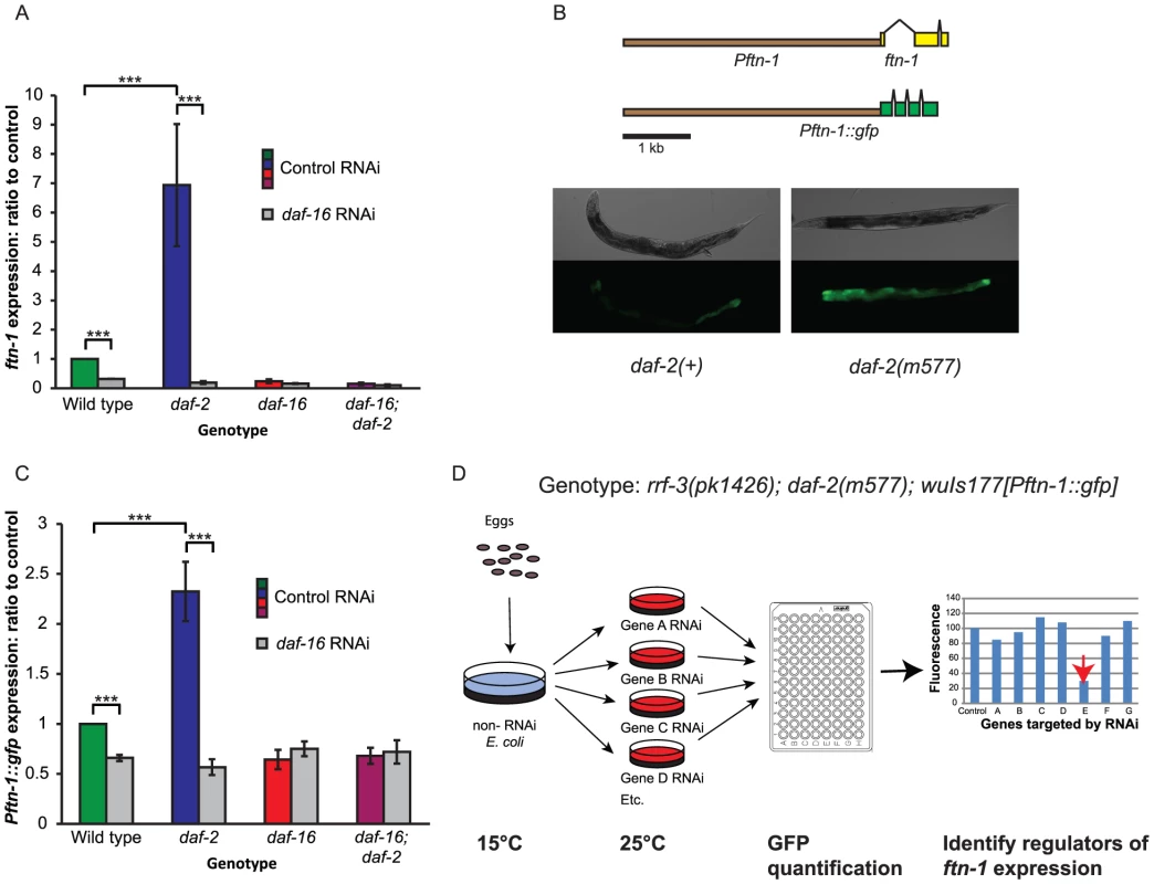 Regulation of the ferritin gene <i>ftn-1</i> by insulin/IGF-1 signaling.