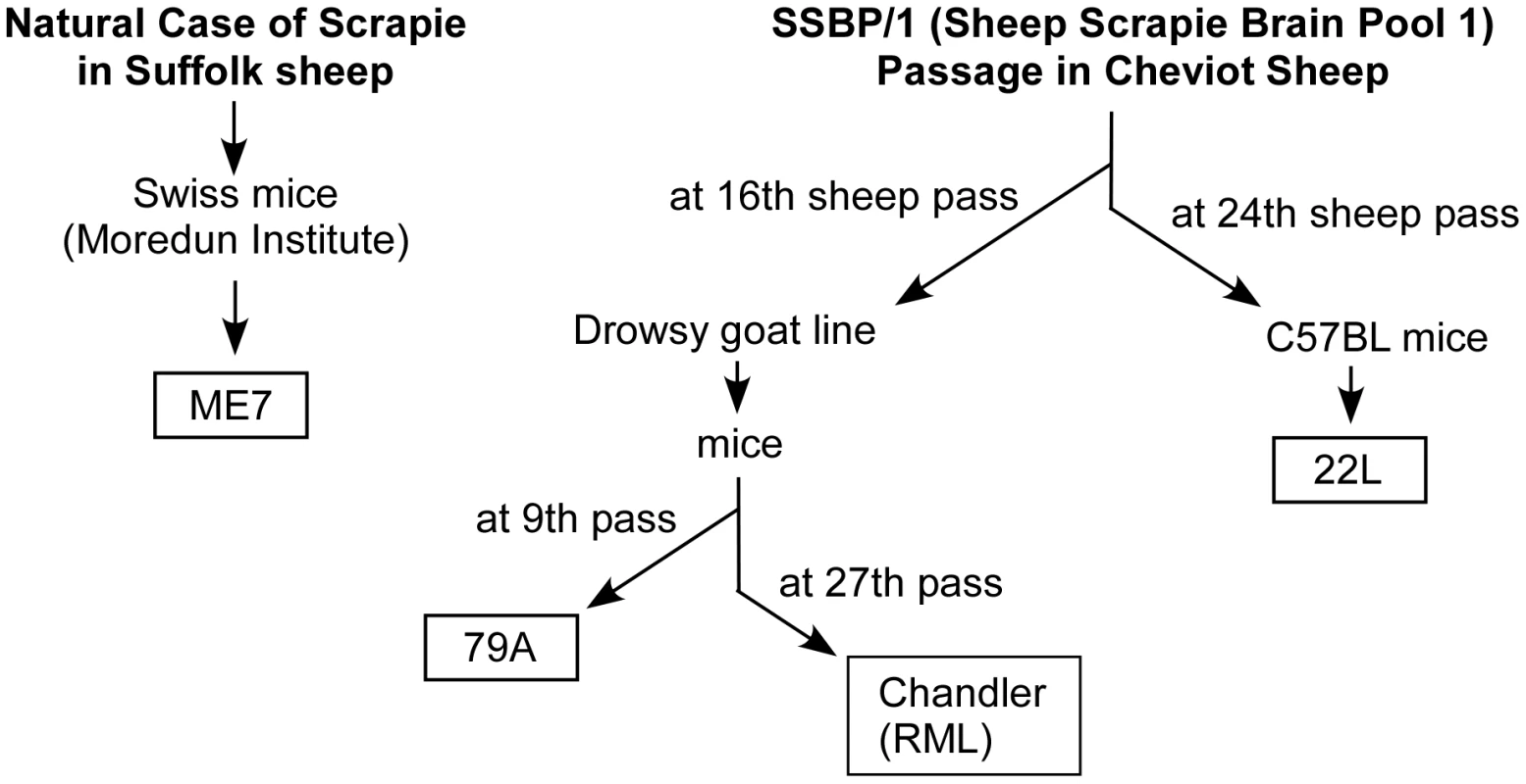 History of scrapie strains used.