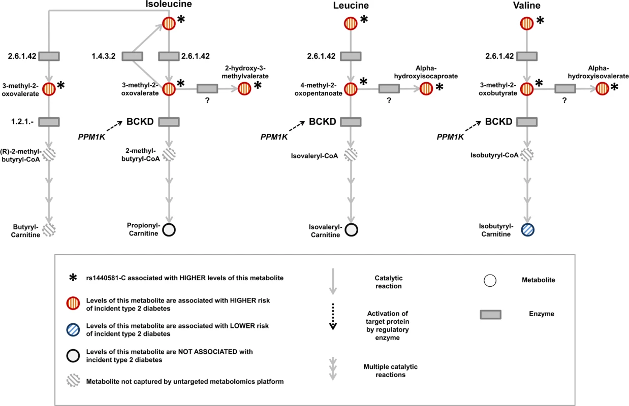 Schematic representation of the branched-chain amino acid pathway and associations with type 2 diabetes.