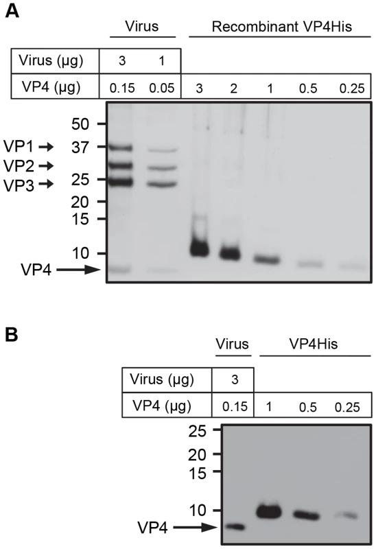 Purity and concentration of recombinant VP4 assessed by SDS-PAGE.