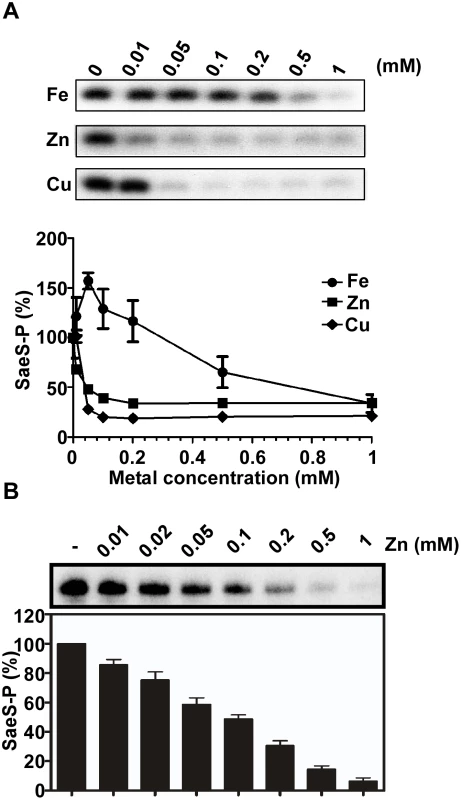 Cu and Zn inhibit the autokinase activity of SaeS.