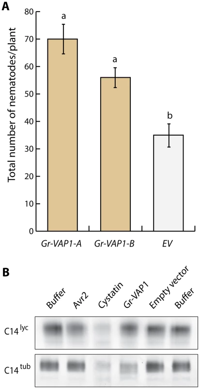 Apoplastic Gr-VAP1 suppresses immunity of potato plants to <i>G. rostochiensis</i>.