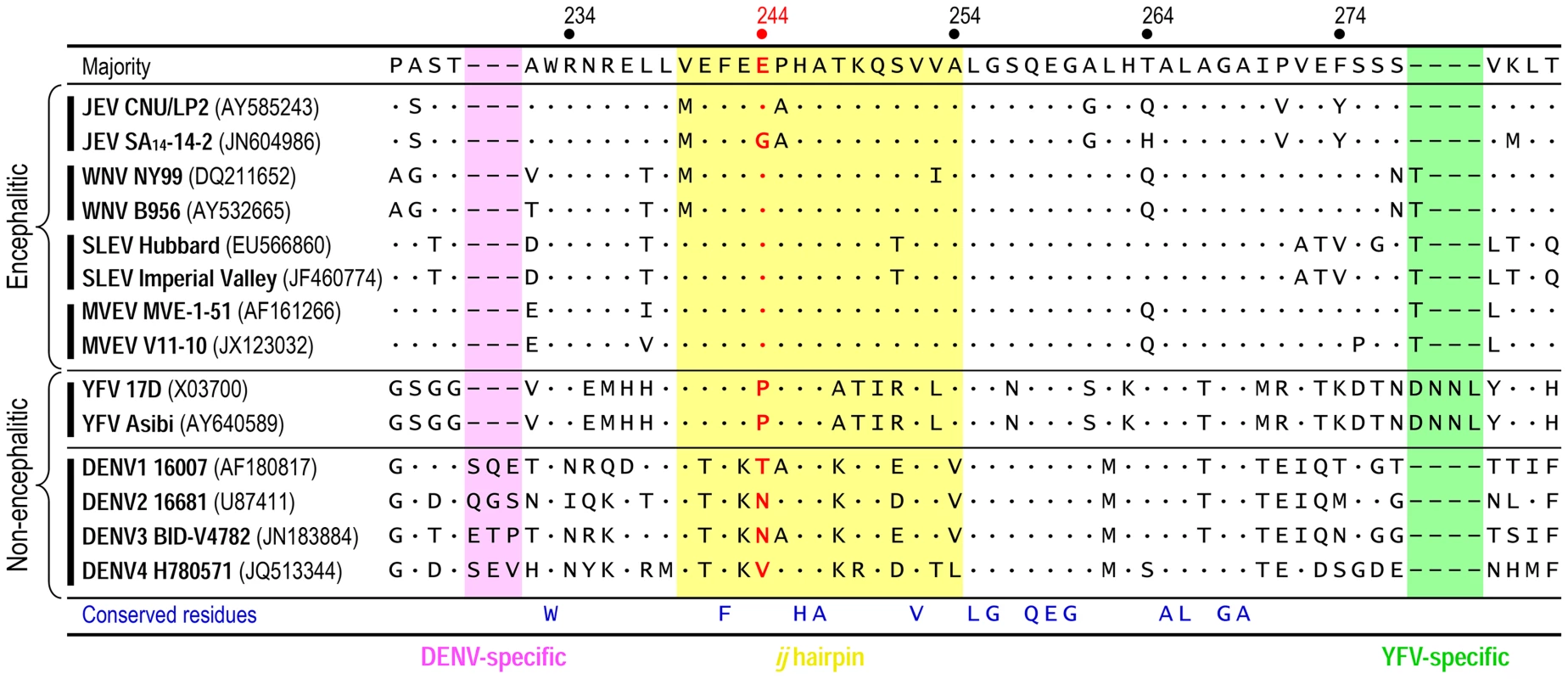 Structure-based, <i>ij</i>-hairpin amino acid sequence alignment for six representative flaviviruses (14 strains total): JEV, WNV, SLEV, MVEV, YFV, and DENV.