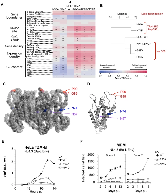 Residue changes in HIV-1 CA mutants alter integration site targeting.