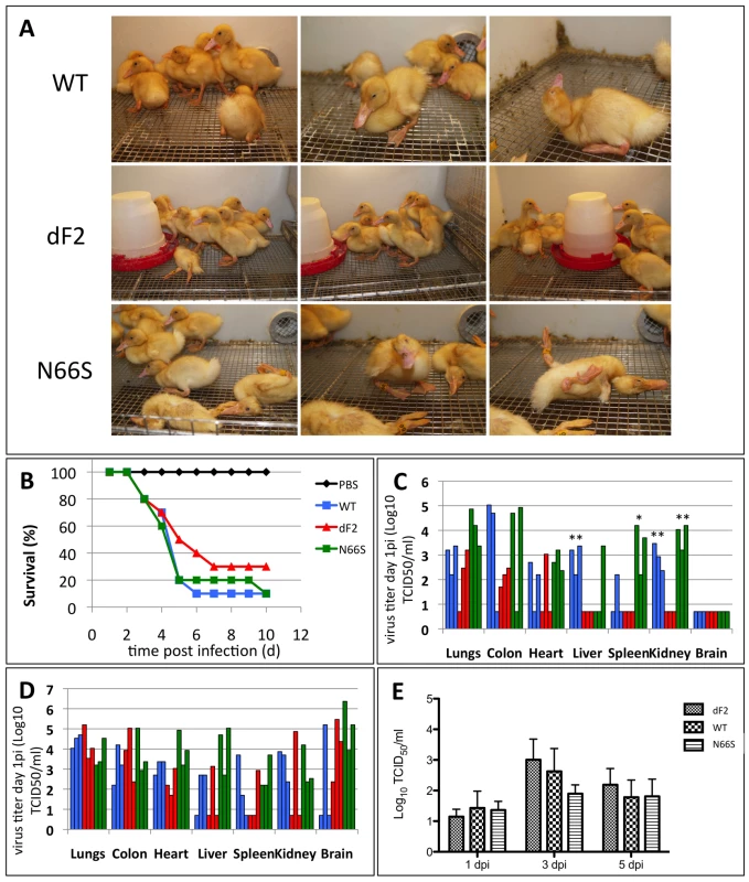 Diminished pathogenicity of PB1-F2 deficient virus in ducks.