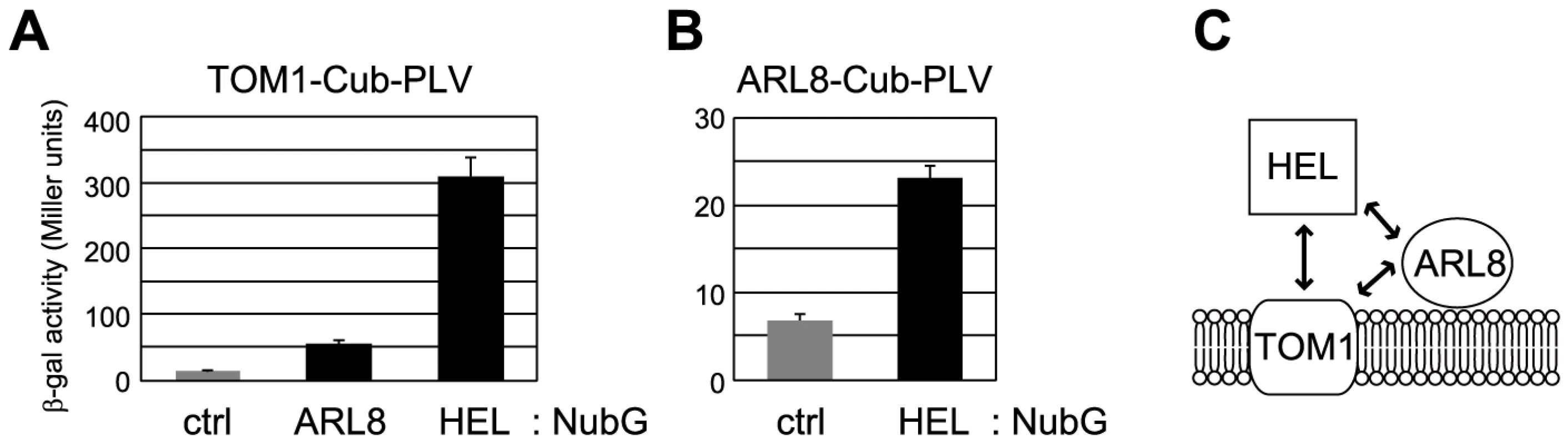 Interactions between TOM1, ARL8, and the helicase domain polypeptide (HEL) of ToMV replication proteins.