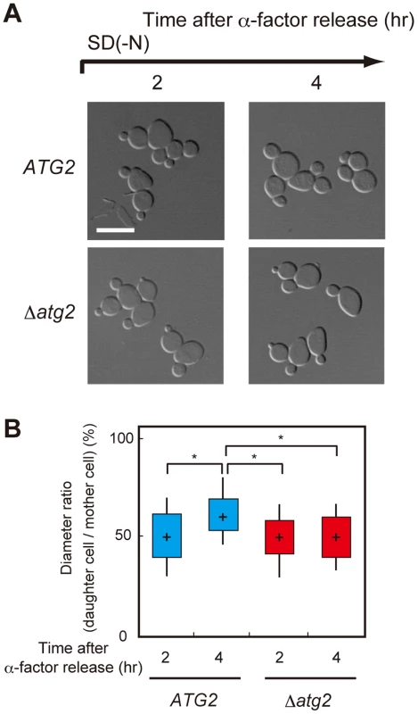 Autophagy is important for cell growth under nutrient starvation conditions.