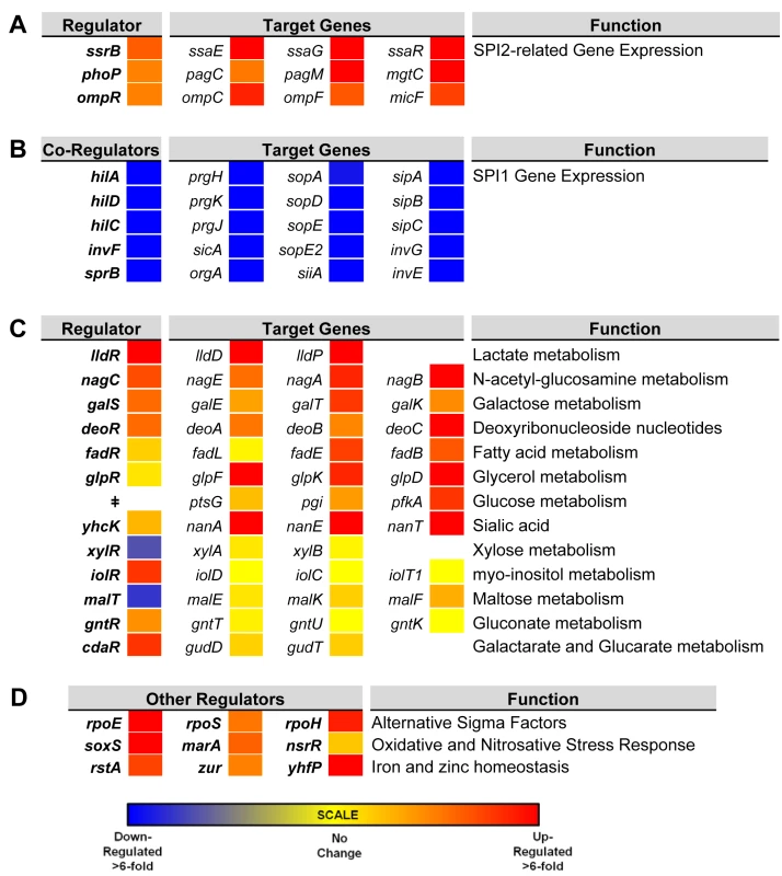 Relative intra-macrophage expression of <i>Salmonella</i> transcription factors and selected target genes.