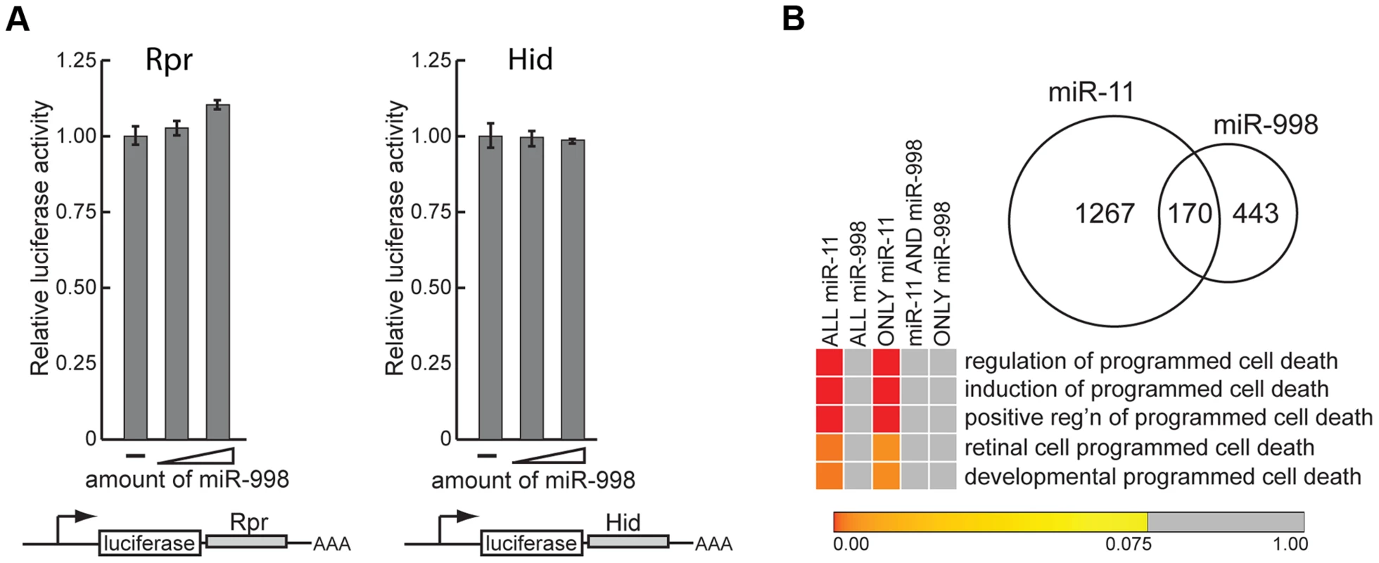 miR-11 and miR-998 limit dE2F-dependent cell death through different targets.