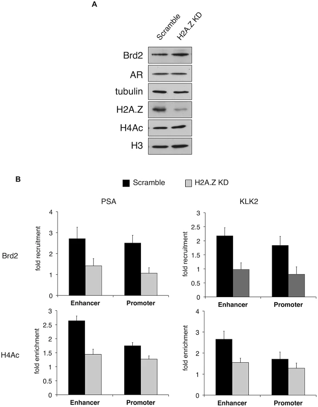 H2A.Z influences H4 acetylation and Brd2 recruitment at AR–regulated genes.