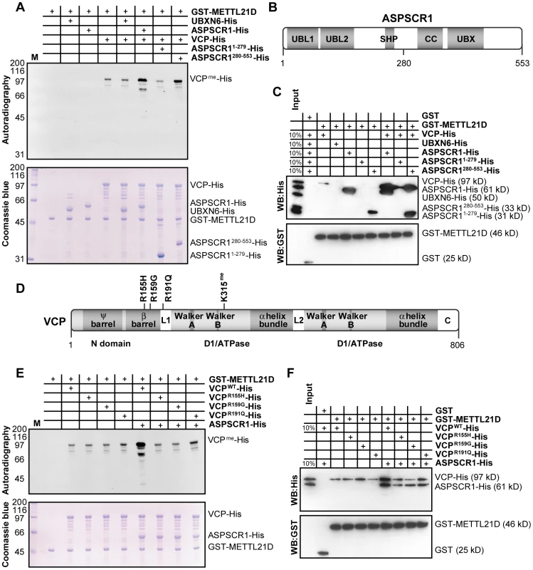 ASPSCR1 promotes methylation of VCP by METTL21D.
